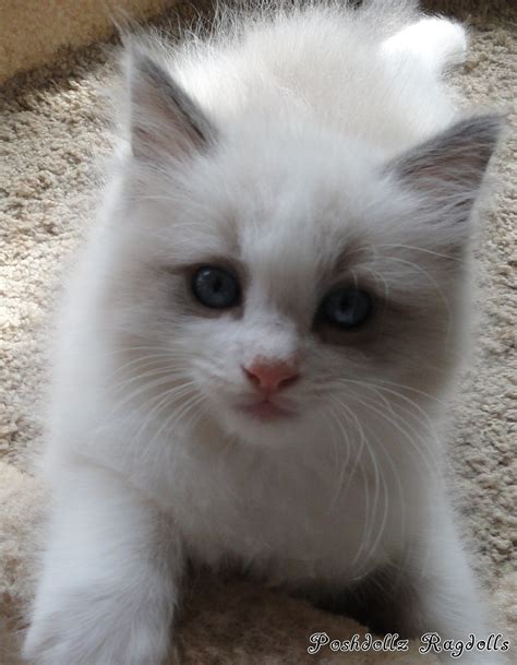 Discover The Beauty Of Blue Point Bicolor Ragdoll Cats
