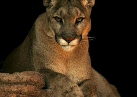 New Photos Of Cougars In Michigan Bring Total To 26 Sightings Since 2008 Michigan Radio