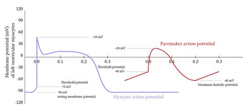 Ventricular Action Potential