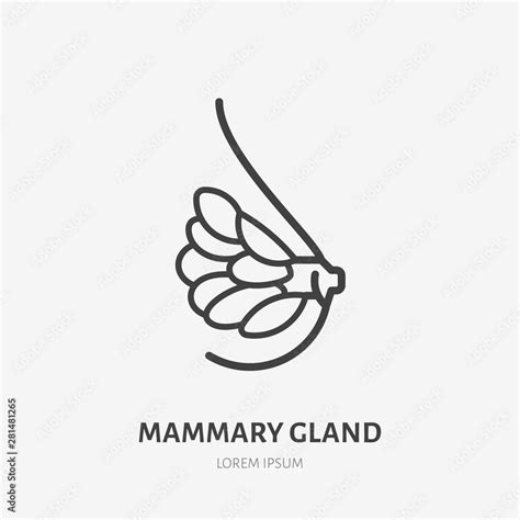 Mammary Gland Flat Line Icon Vector Thin Pictogram Of Female Breast