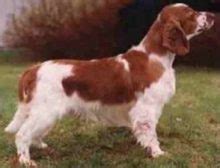 Welsh Springer Spaniel | Dog Breed Health
