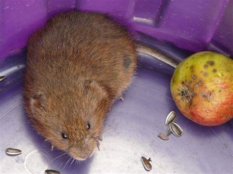 Get Rid Of Voles Vole Pest Control And Removal In Milwaukee