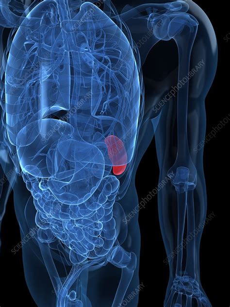 Healthy Spleen Artwork Stock Image F0048199 Science Photo Library