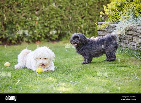 Black And White Havanese Dogs Playing In The Garden Stock Photo Alamy