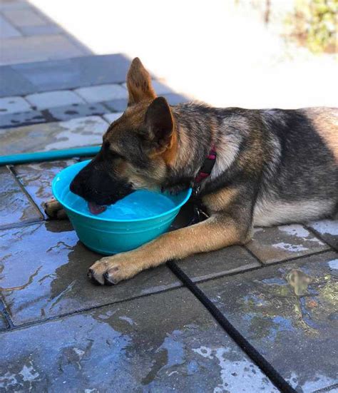 Feeding A German Shepherd Puppy When A Pet As Endearing As A German By Dog Universum Medium