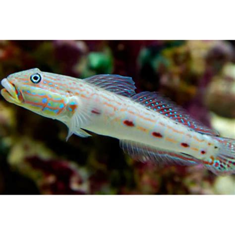 Striped Sleeper Goby Hollywood Fish Farm Online