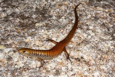Sciency Thoughts Two New Species Of Skink From The Cape York Peninsula