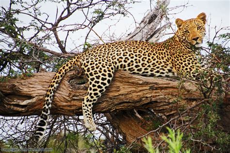 Botswana Wildlife Powerful And Prolific 090414 Jonovernon