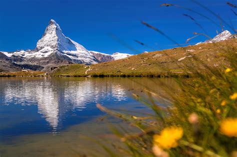 Matterhorn With Relfection In Stellisee Against Flowers Zermatt