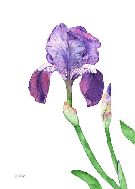 Iris Watercolor Painting Print By Louisedemasi Iris Painting
