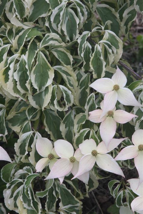 Cornus alternifolia 'golden shadows' has green and gold variegated leaves and grows 10 to 12 feet tall with a similar spread. Pin on ~The White Garden~