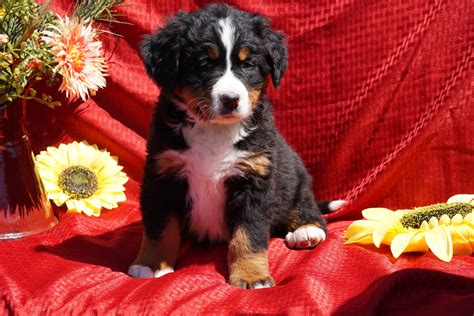 Akc Registered Bernese Mountain Dog Puppy For Sale Baltic Oh Male Dak