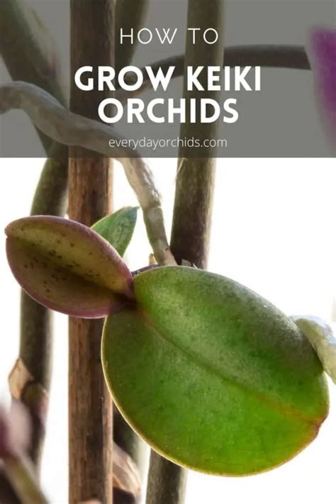 Learn How To Propagate New Orchids With Three Easy Methods Here Is Are