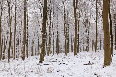 Snow Covered Forest Photograph By Richard Thomas