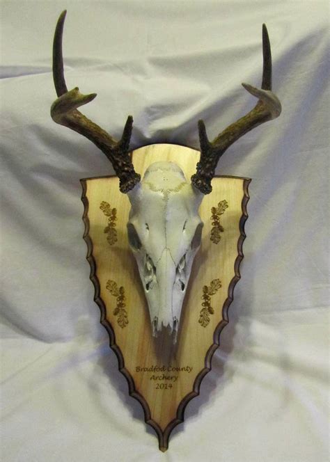 This Custom Engraved European Mounting Plaque Makes Any Skull Mount