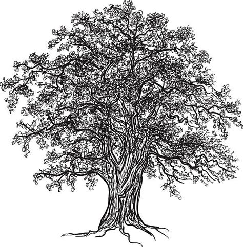 Oak Tree Clip Art Vector Images And Illustrations Istock