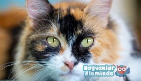 Calico Kedi Patiska Hakkında 10 Muhteşem Bilgi Hayvanlar Aleminde
