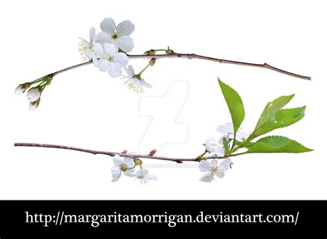 Cherry Blossoms By Margarita Morrigan On Deviantart
