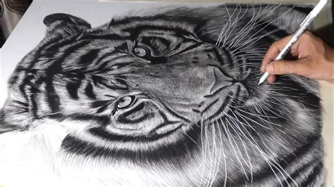 How To Draw A Tiger Realistic Pencil Drawing Vlr Eng Br