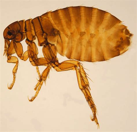 Flea The Common Name For The Order Siphonaptera Includes 2500