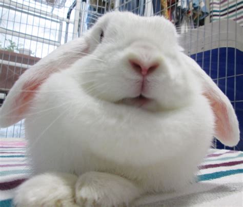 Holland Lop Blue Eyed White Bunny Rabbit Usa Bunny Rabbit Rabbit