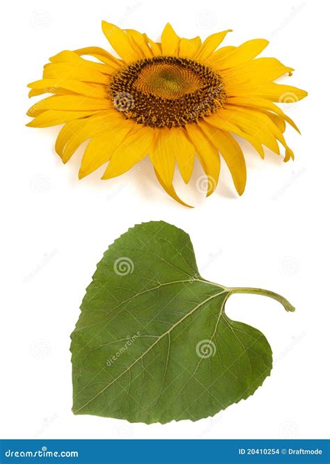 Sunflower And Its Leaf Stock Photo Image Of Leaf Colors 20410254