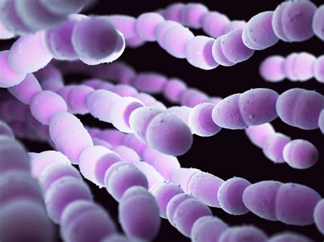 Streptococcus Pneumoniae Bacteria Photograph By Ktsdesignscience Photo
