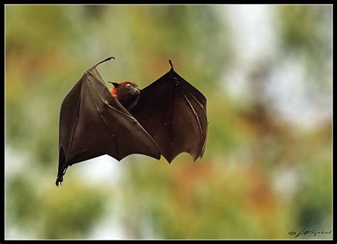 Fruit Bat In Flight Fruit Bat Bat Megabat