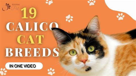 19 Calico Cat Breeds In One Video Youtube