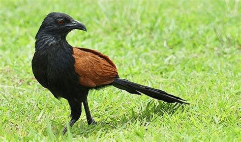 Inilah 4 Jenis Burung Yang Ada Di Indonesia Paling Unik