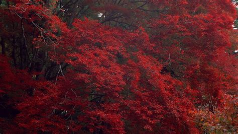 Trees In Autumn Natures Seasons Wallpaper 22174170 Fanpop