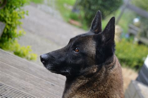We did not find results for: Pastor Belga Malinois | 🥇 Razas de Perros 🥇
