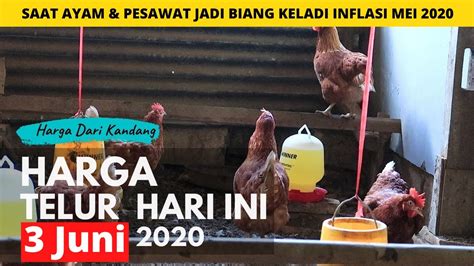 Harga ayam broiler jawa timur surabaya, malang, blitar, kediri, jember, lamongan dan sekitarnya. Harga Telur Ayam Hari ini 3 Juni 2020 - YouTube