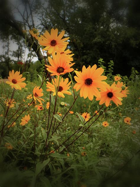 Woodland Sunflower Photograph By Scott Kingery Fine Art America