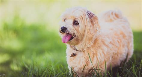 Shallow Focus Photograph Of Long Coated Brown Dog Standing On Grass