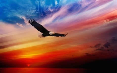 Eagle Soaring Wallpaper Cool Wallpapers Hd Backgrounds