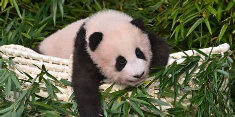 Meet Fu Bao The First Panda Born In South Korea Daily Sabah