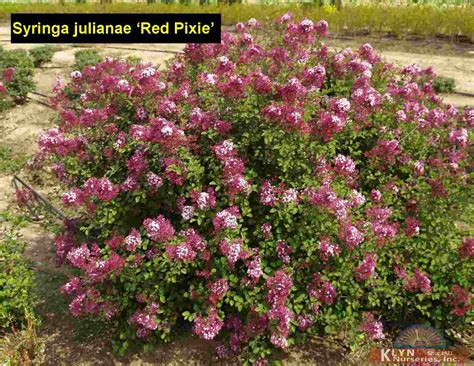 Syringa Julianae Red Pixie Red Pixie Lilac