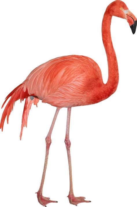 Flamingo Png Images Free Download