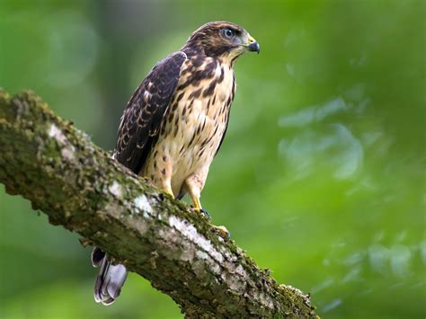 Broad Winged Hawk Ebird