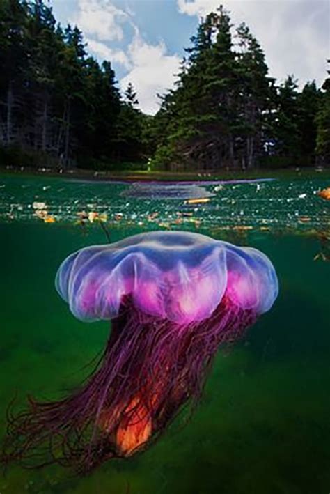 The Most Venomous Jellyfish Swimming Off The Uk Coastline Venomous