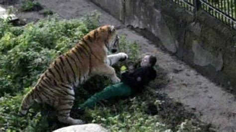 Russian Zookeeper Attacked By Siberian Tiger Recovering In Hospital
