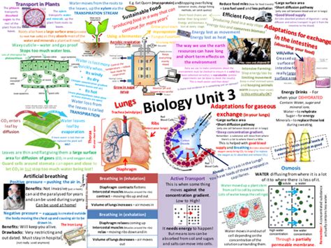 B3 Aqa Biology Revision Posters New Spec Biology Aqa Gcse Biology