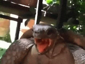 Turtles Having Sex Ahh Ahh Ah Animated Gif