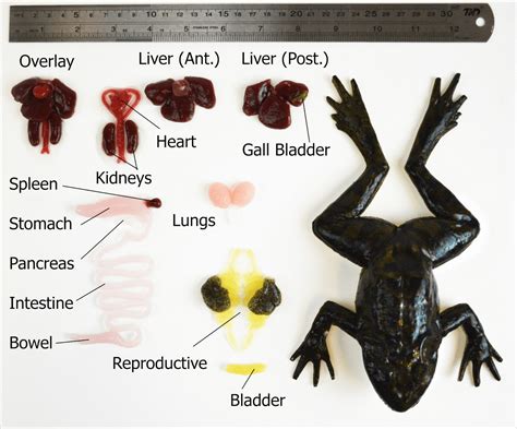 This Is The Future Of Frog Dissection Peta Headlines