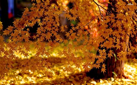 Nature Yellow Leaves Curtain Trees Autumn Maple Wallpaper Forest Scenes