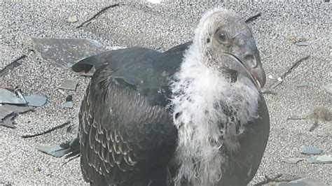 Baby Turkey Vultures Youtube