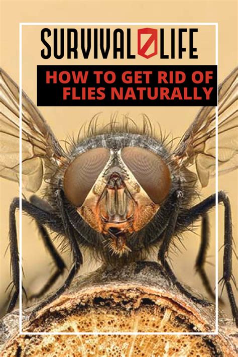 How To Get Rid Of Flies Naturally And Effectively Survival Life