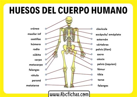 Anatomia Del Cuerpo Humano Y Huesos Abc Fichas