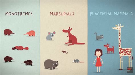 The Three Different Ways Mammals Give Birth